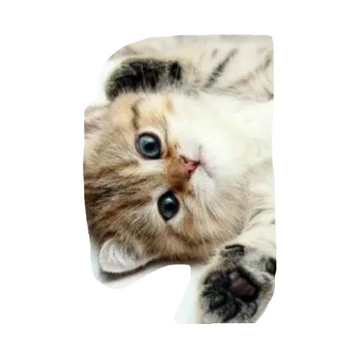 милые коты - Sticker 6