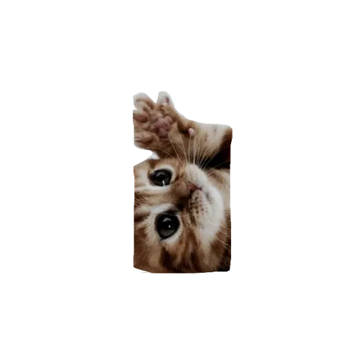 милые коты - Sticker 3